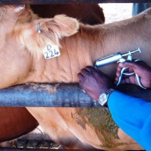 LIVESTOCK VACCINES