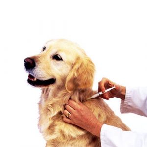 PET VACCINES
