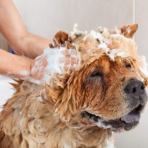 VETERINARY PET SHAMPOO
