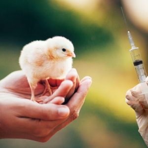 POULTRY VACCINES